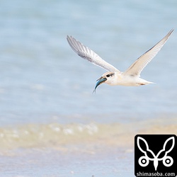 餌を持って逃げたヒナは、空中で飛んだまま器用に丸呑みにします。