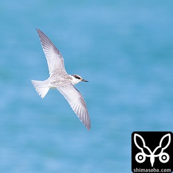 翼も尾羽もくちばしも親鳥より短く、ひとまわり小さく見えます。