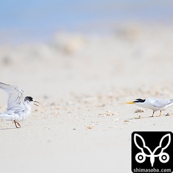 自分の子じゃないヒナに餌をねだられ、頭を下げて威嚇している。親同士、子同士も他の家族との小競り合いが絶えません。^^;