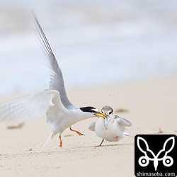 餌を持ったままヒナたちの前を通過。