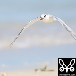 親の急旋回などにもついていけるようになったヒナ。ホバリングして狩りの真似事もします。