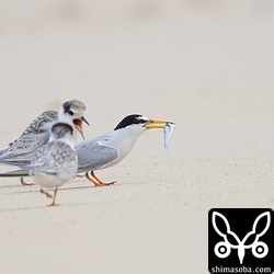 ヒナたちが駆け寄ってきたところで親は餌を持ったまま飛び立つ。