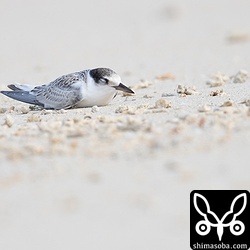 お腹が膨れたので早めの昼寝。
