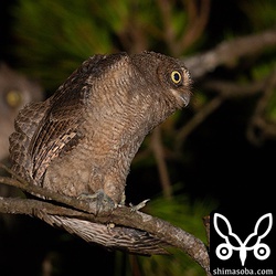 伸びをするリュウキュウコノハズク幼鳥。