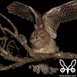 翼を広げるリュウキュウコノハズクの幼鳥。翼の裏面を見ると、初列風切がまだ伸びている最中なのがよく分かりますね。