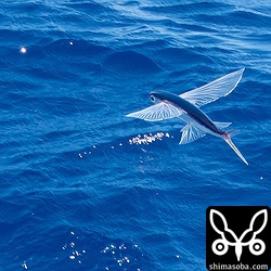 フェリーに驚いたトビウオが跳ねるがカツオドリはやってこない。