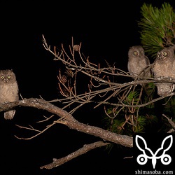 3羽がリュウキュウマツの高いところに止まっていた。