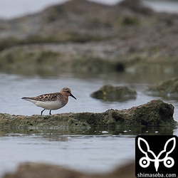 数羽のトウネン。夏羽後期。
