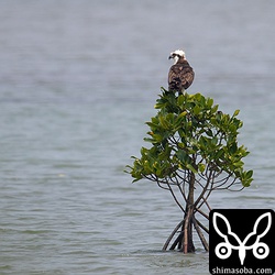 遠くのヤエヤマヒルギでミサゴが休んでいた。