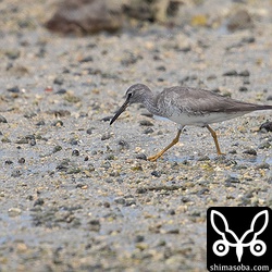 キアシシギは、干潟でシオマネキなどのカニを捕まえていた。夏羽から冬羽へ移行中。