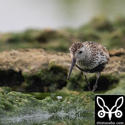 ハマシギ夏羽後期。