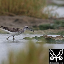 アオアシシギは数羽が飛来していた。夏羽後期。