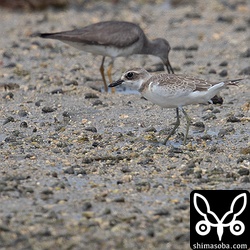 オオメダイチドリ幼鳥。