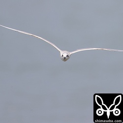 ハシブトアジサシ正面顔。アジサシの仲間で、体に対して翼は長めの方ですね。