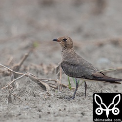 ツバメチドリ成鳥。頭から胸にかけては冬羽に変わってきています。