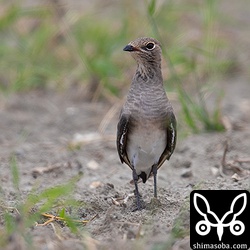 成鳥は、みな夏羽から冬羽に移行中でした。