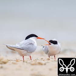 メス(右)がオスに餌をねだっています。