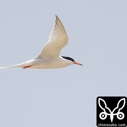 目の前を飛ぶベニアジサシ。