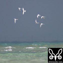 20羽ほどのベニアジサシの群れが、護岸近くで獲物を捕まえていました。