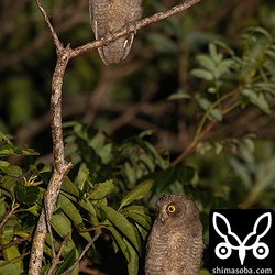 2羽で親からのエサ待ち。