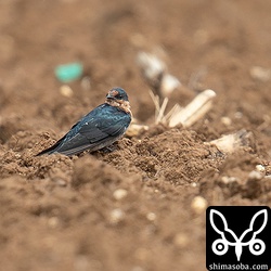 数百羽いたツバメ。