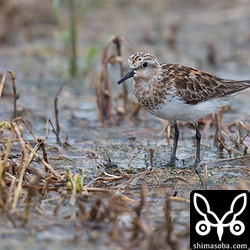 トウネン成鳥。長旅で擦り切れみすぼらしくなった夏羽。