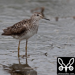 タカブシギはたくさんいた。