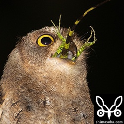 コノハズクの全長と変わらない大きさのキノボリトカゲだったので呑み込むのに苦労していた。