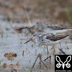 アオアシシギも冬羽から夏羽へ生え変わっている最中。