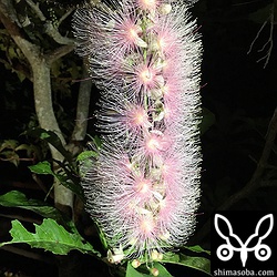 サガリバナも満開になりあたりに甘い香りを漂わせていた。