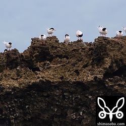 沖の岩礁にはベニアジサシとエリグロアジサシが休んでいた。