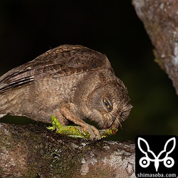 親からオキナワキノボリトカゲをもらった。