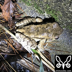 リュウキュウカジカガエルの次によくみるのがホルストガエルです。こちらはかなり大きくかっこいいカエルです。