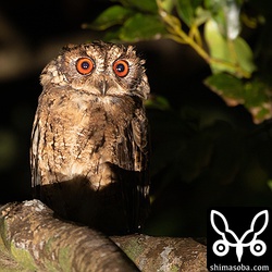 オオコノハズクの餌場に行ってみるといつもの個体がゴキブリやセミの幼虫をとっていた。コノハズクやアオバズクより一足早く子育てが終わってるオオコノハズクは、すでに目の周りから換羽が始まっています。