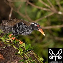 木の上で眠るヤンバルクイナ。同じ個体かどうか不明ですが、だいたい同じ木で寝ている。