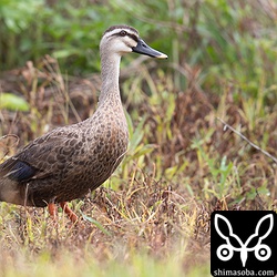 カモの渡りで先陣を切ったのはカルガモ。