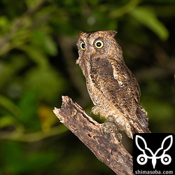オオコノハズクの縄張りに入り込み追い払われていたコノハズクの成鳥。