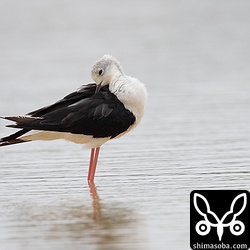 セイタカシギ成鳥オス。少しだけ冬羽が出ています。