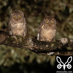 こちらでも2羽で仲良く並んでいた。