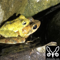 小雨が降っていたので、リュウキュウカジカガエルがあちこちで鳴いていた。