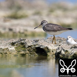 キアシシギ夏羽後期。