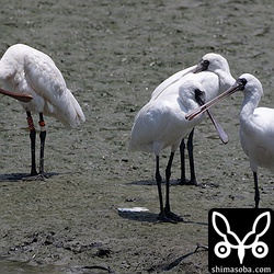 クロツラヘラサギの「V08」。