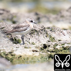 メダイチドリ夏羽から冬羽。