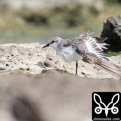 トウネン冬羽へ。