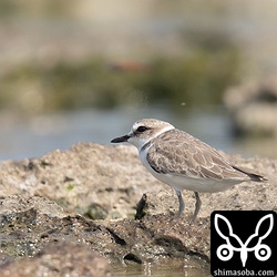 シロチドリは子育てを終えたようです。