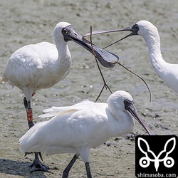 「E24」も健在。春ごろ怪我したていた右足もほぼ治っているようです。