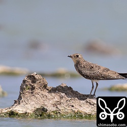 ツバメチドリ幼鳥。