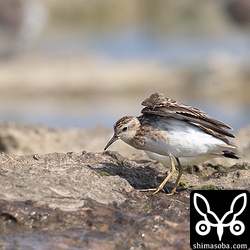 沖縄のシギと言えばヒバリシギなんですが、まだ数は少ないです。