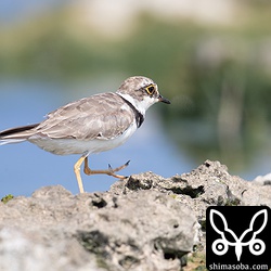 コチドリ。夏羽後期に少し冬羽?