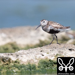 ハマシギは1羽だけ。夏羽後期。